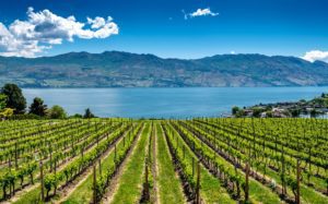 Summer Okanagan Valley
