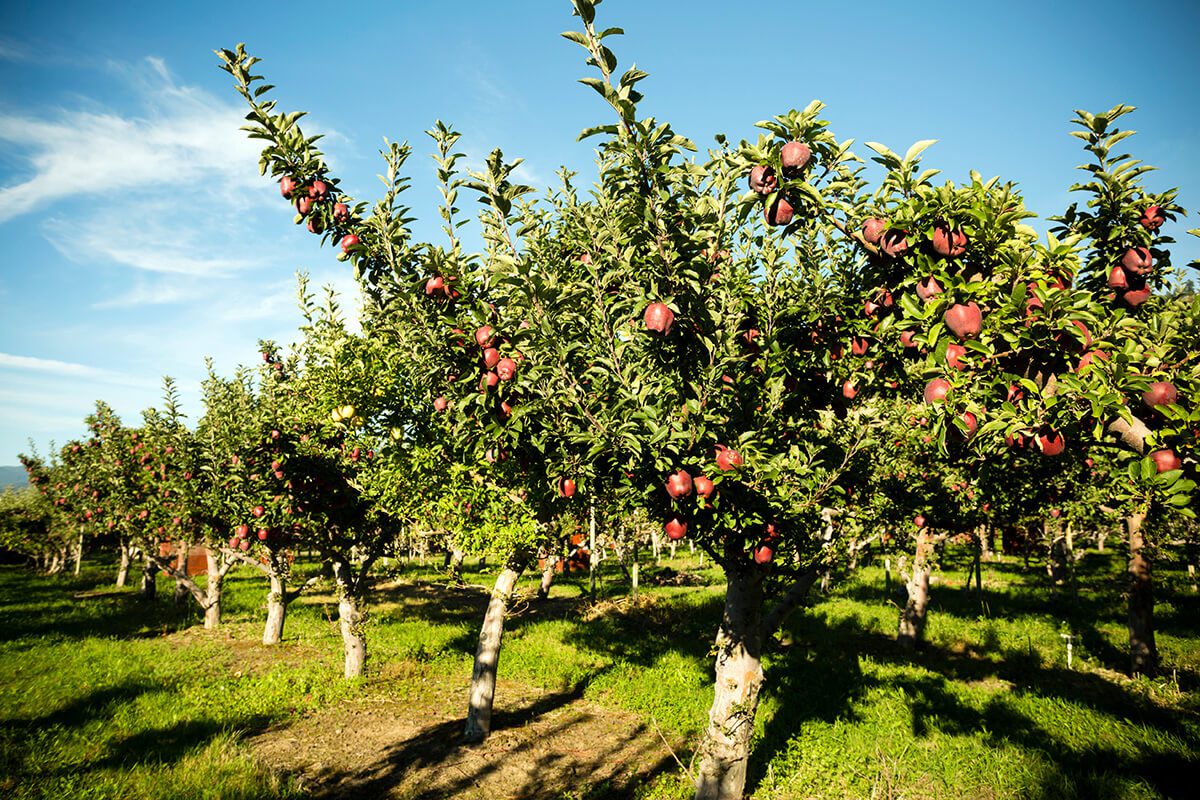 Delicious Apple Tree